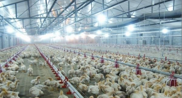 Typ umístění a hustota osazení brojlerových kuřat pro domácí chov na podlaze